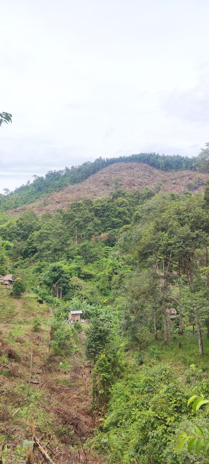 Menanti Upaya APH, Ungkap dan Bongkar Pelaku Perambahan Hutan Konservasi Puncak Tahura Bukit Mangkol