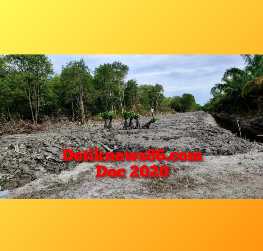 Babat Hutan Mangrove di Batu Bara Bisa Dipidana : Begini Ungkap Kemenhut RI 